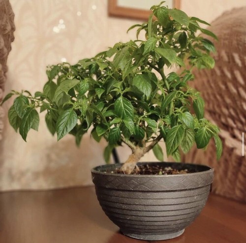 Random bonchi pepper bonsai - pepper,